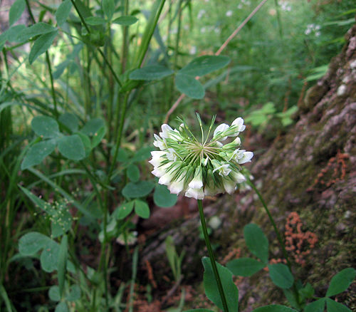 trifolium reflexum